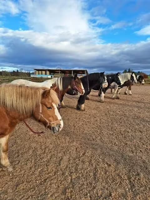 Our ponies